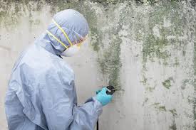 Best Mold Prevention Services  in Hamilton, TX